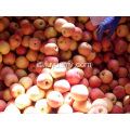 Fresh Good Qulality Fuji apple